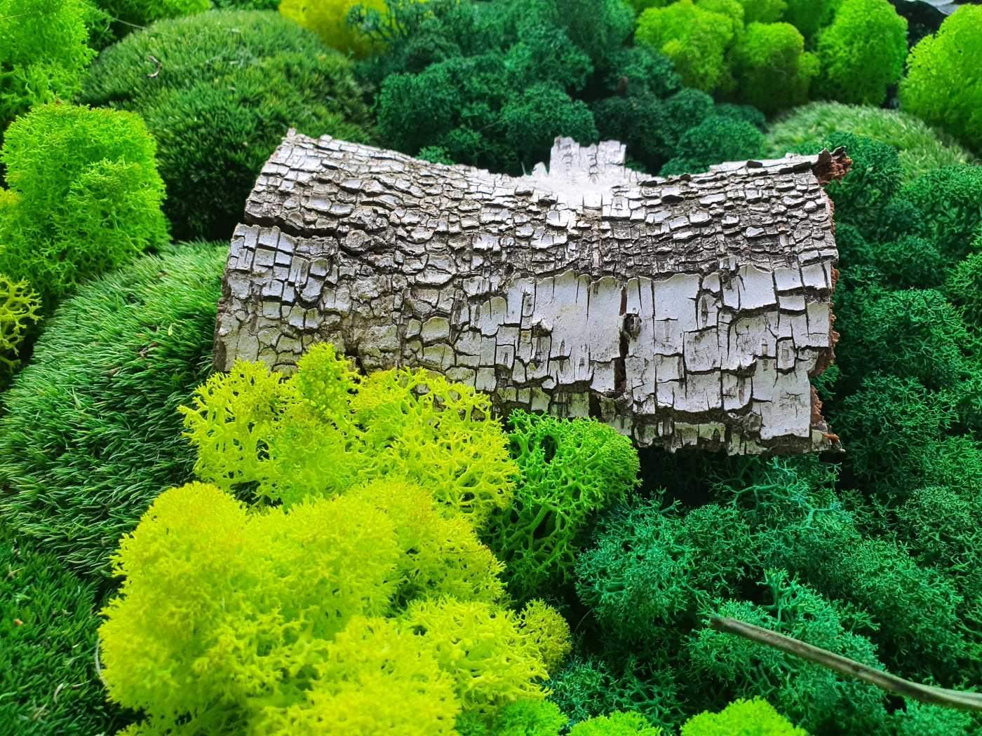 Mech chrobotek - MIX 3 Kolorów + Odżywka 2