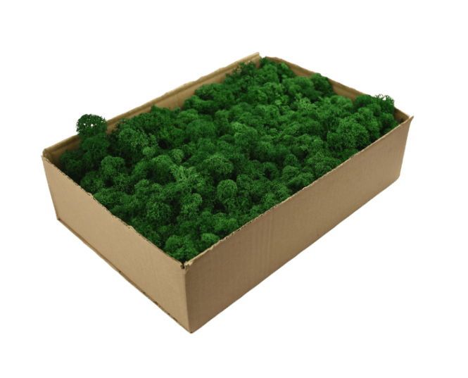 Mech chrobotek - BUTELKOWA ZIELEŃ 0