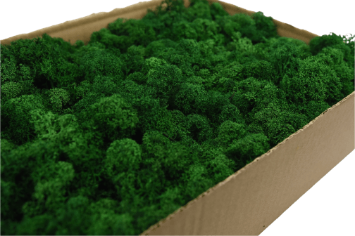 Mech chrobotek - BUTELKOWA ZIELEŃ 1