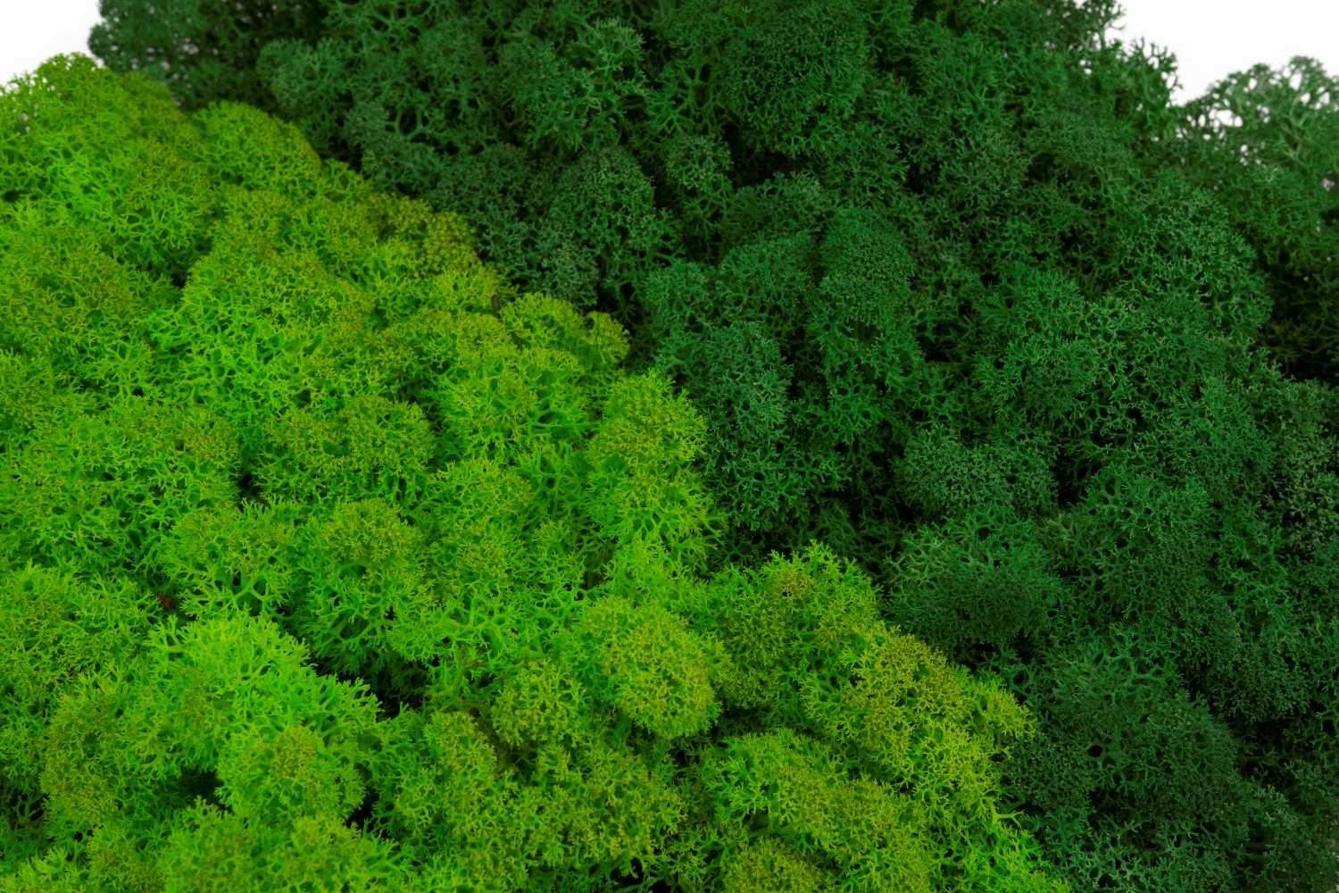 Mech chrobotek - MIX 2 Kolorów 3