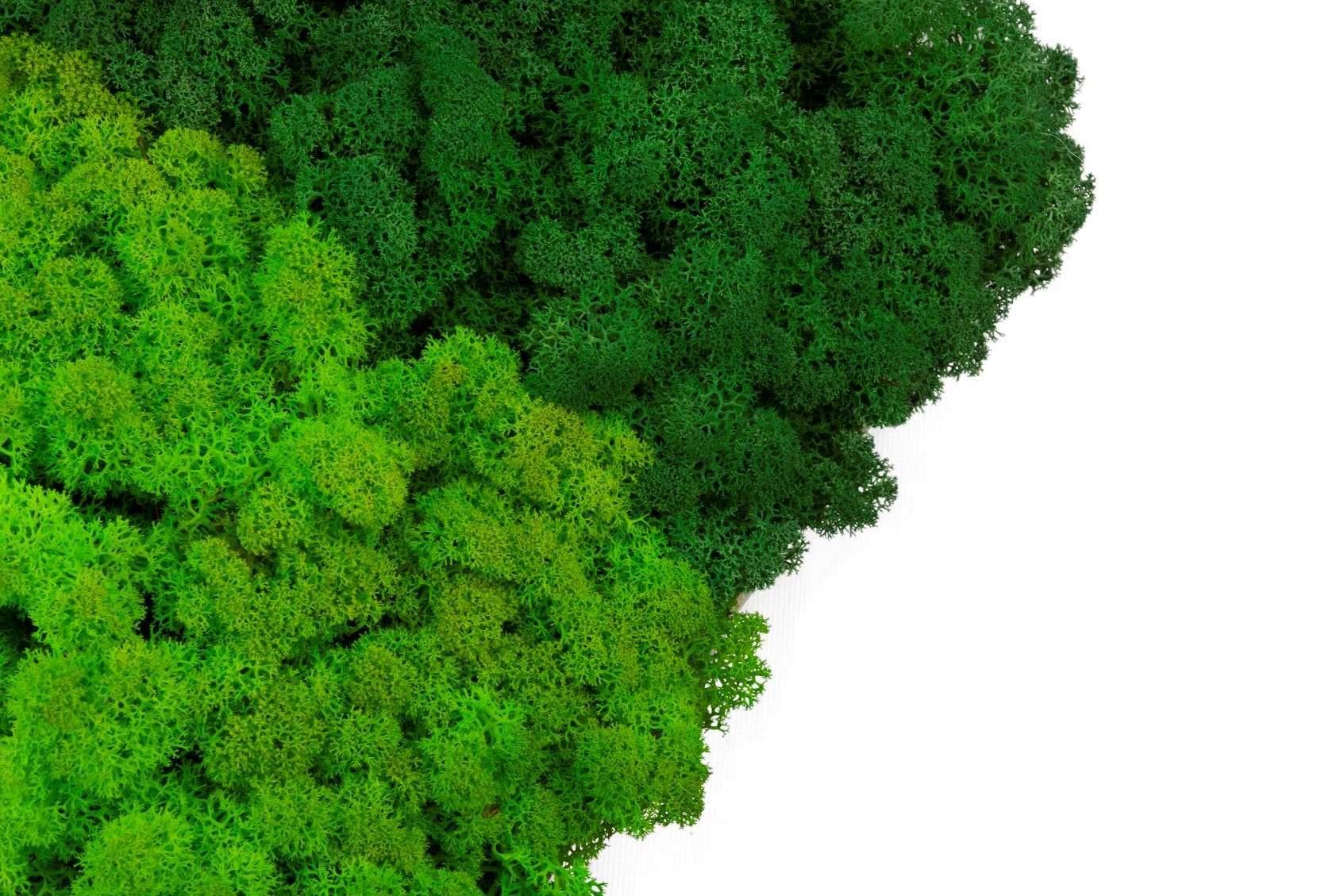 Mech chrobotek - MIX 2 Kolorów 4