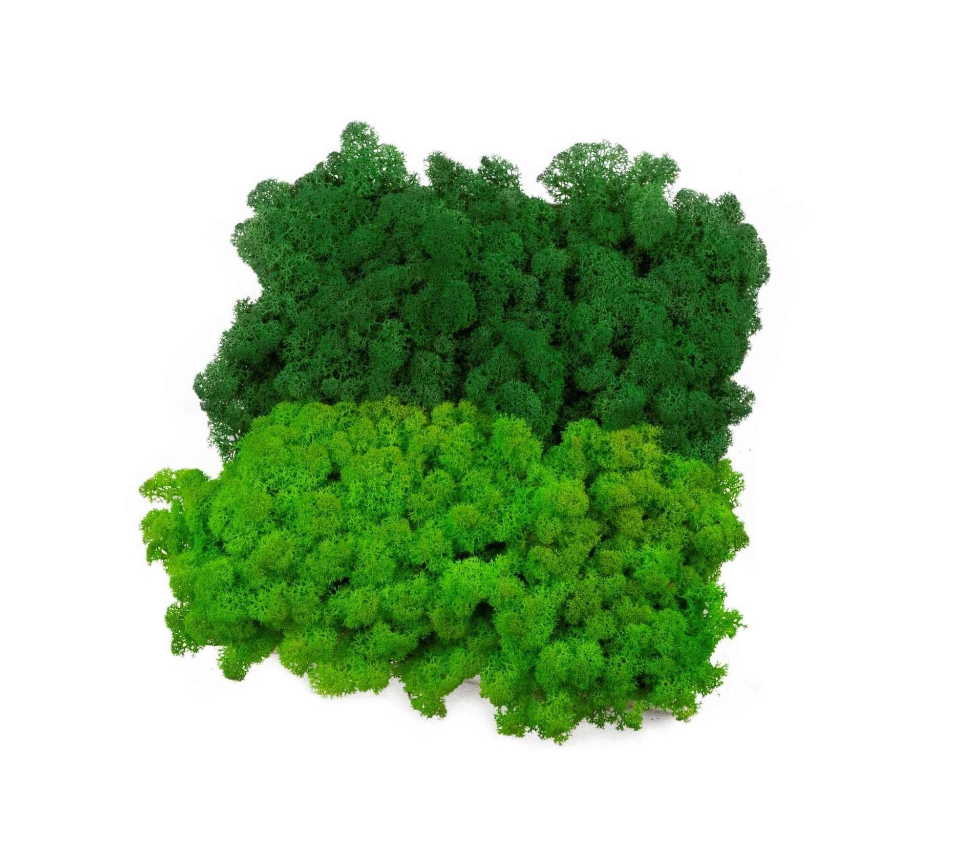 Mech chrobotek - MIX 2 Kolorów 0