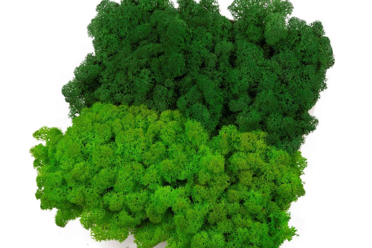 Mech chrobotek - MIX 2 Kolorów 1