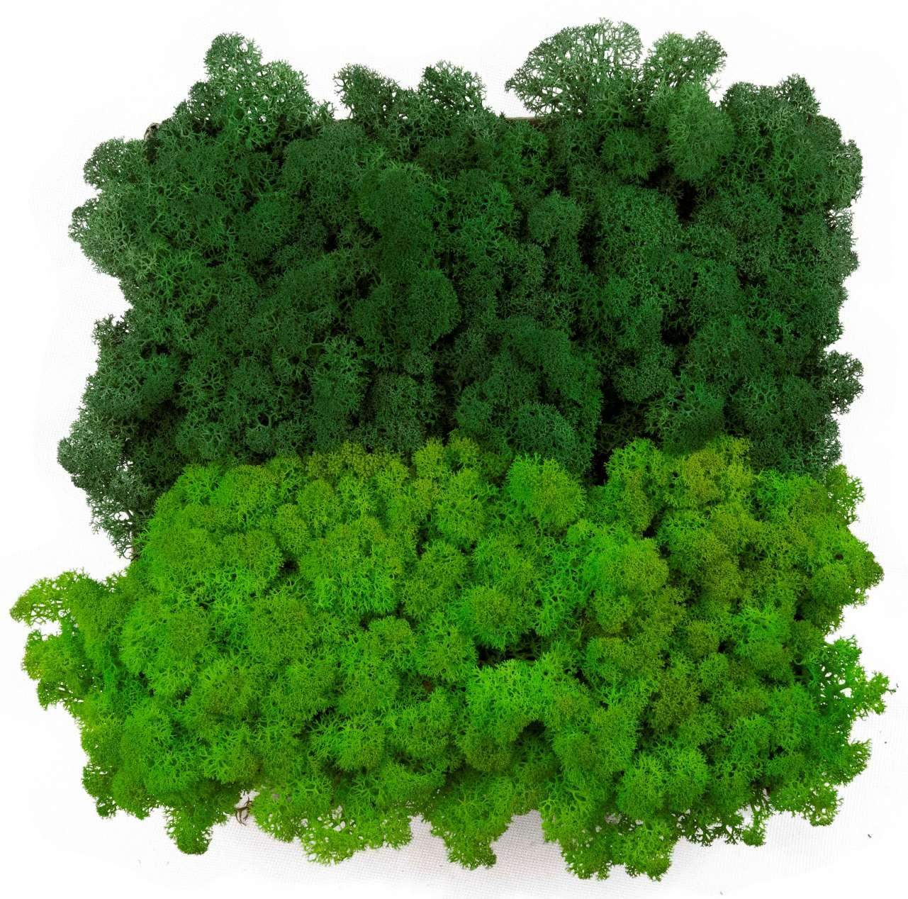 Mech chrobotek - MIX 2 Kolorów 2