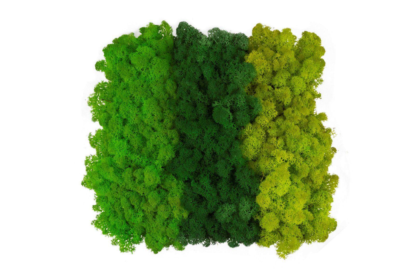 Mech chrobotek - MIX 3 Kolorów 3