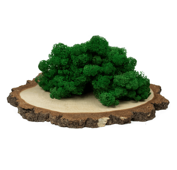 Mech chrobotek - MIX 2 Kolorów 3