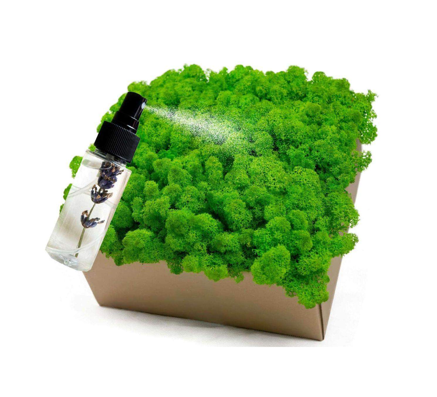 Mech chrobotek - ZIELONY + Odżywka 0