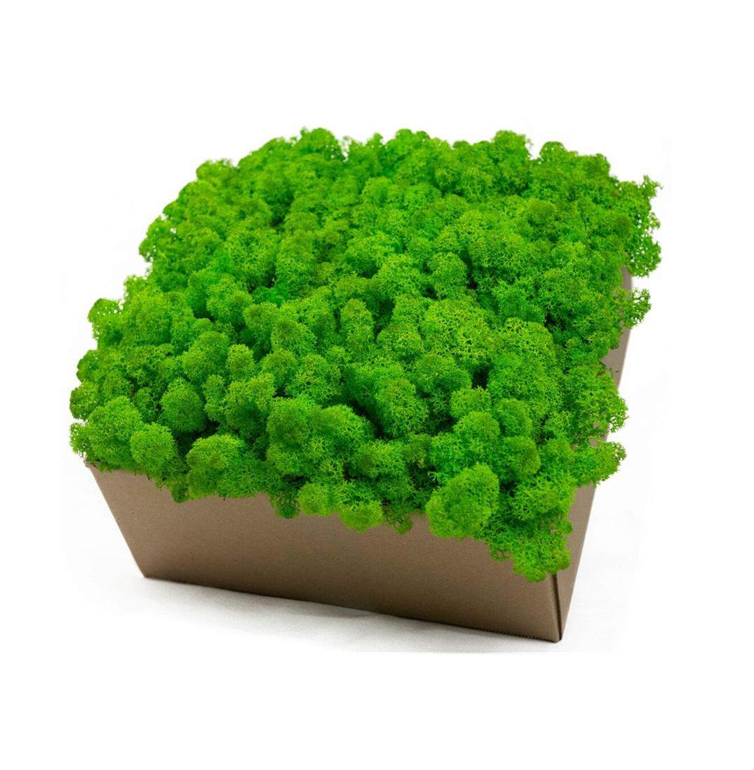 Mech chrobotek - ZIELONY 0