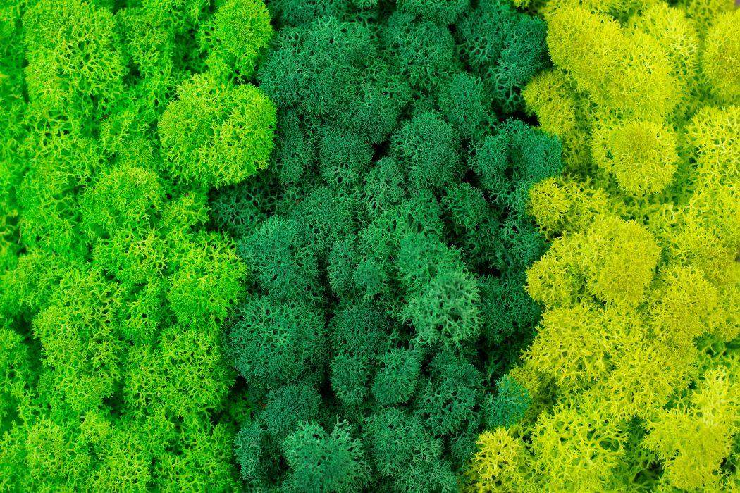 Mech chrobotek - MIX 3 Kolorów 2