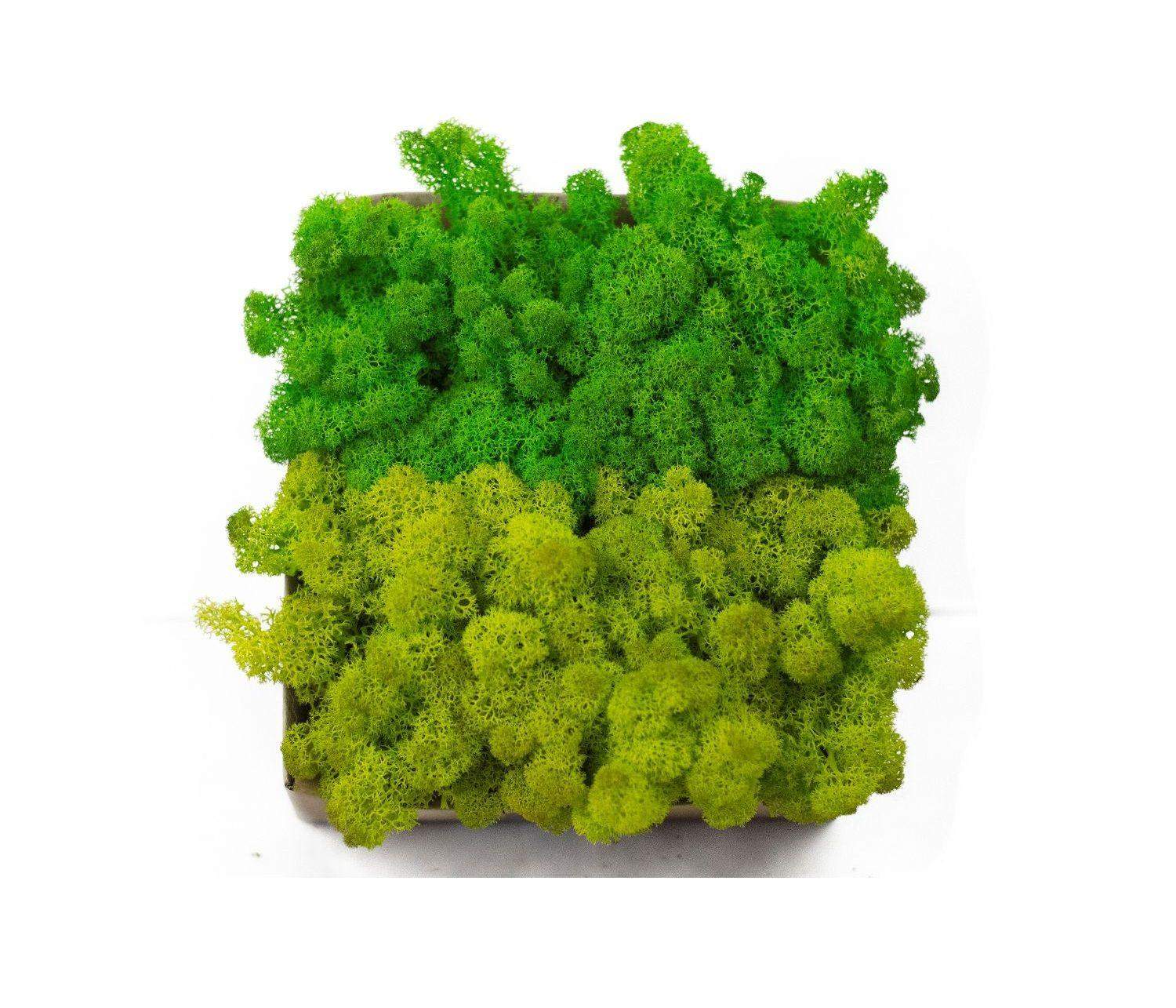 Mech chrobotek - MIX 2 Kolorów 0