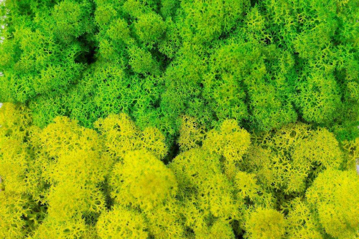 Mech chrobotek - MIX 2 Kolorów 1