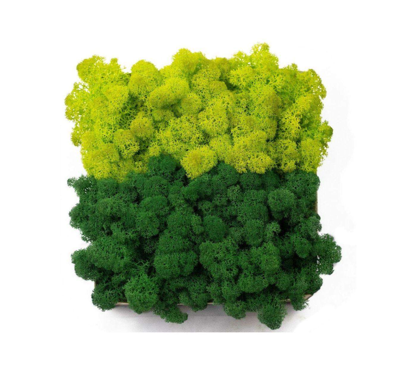 Mech chrobotek - MIX 2 Kolorów 0