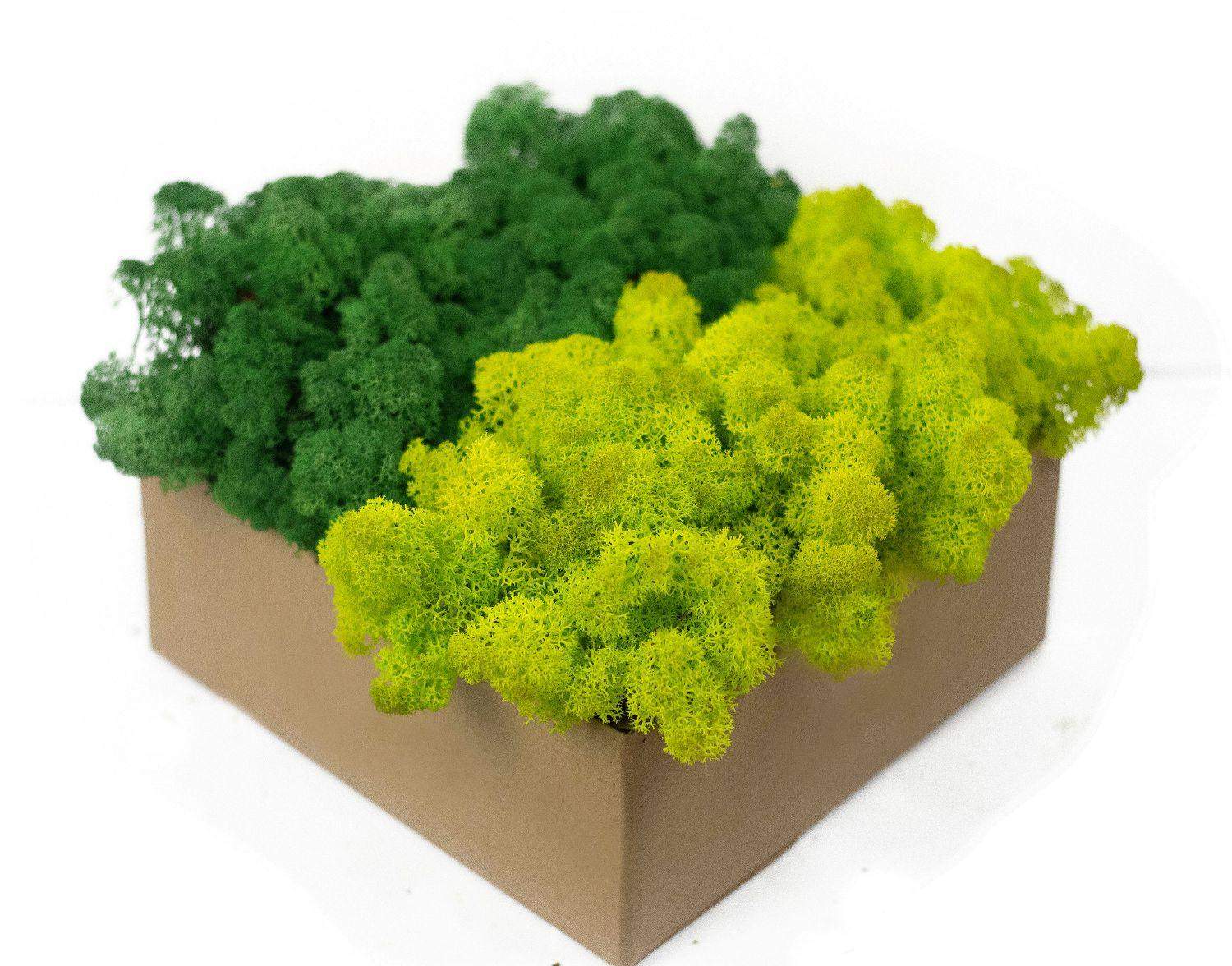 Mech chrobotek - MIX 2 Kolorów 1