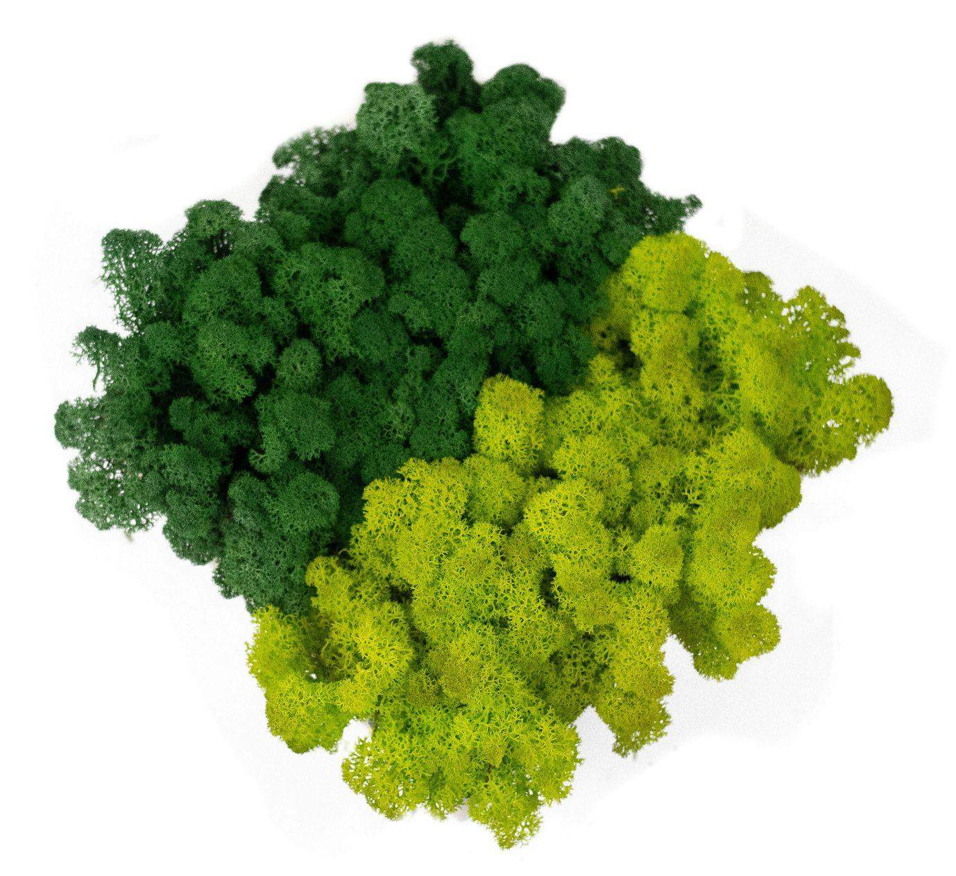 Mech chrobotek - MIX 2 Kolorów 2