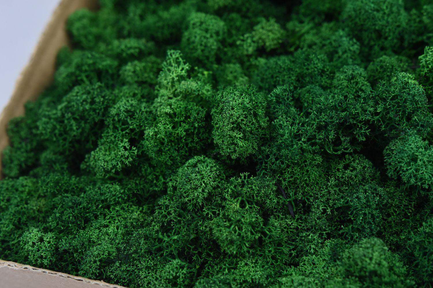 Mech chrobotek - BUTELKOWA ZIELEŃ 2