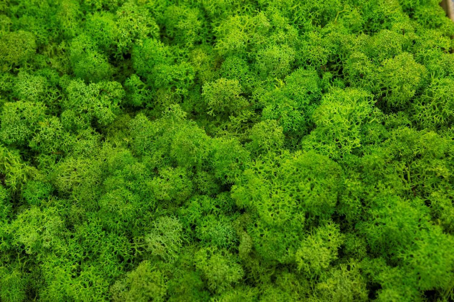 Mech chrobotek - ZIELONY + Odżywka 1