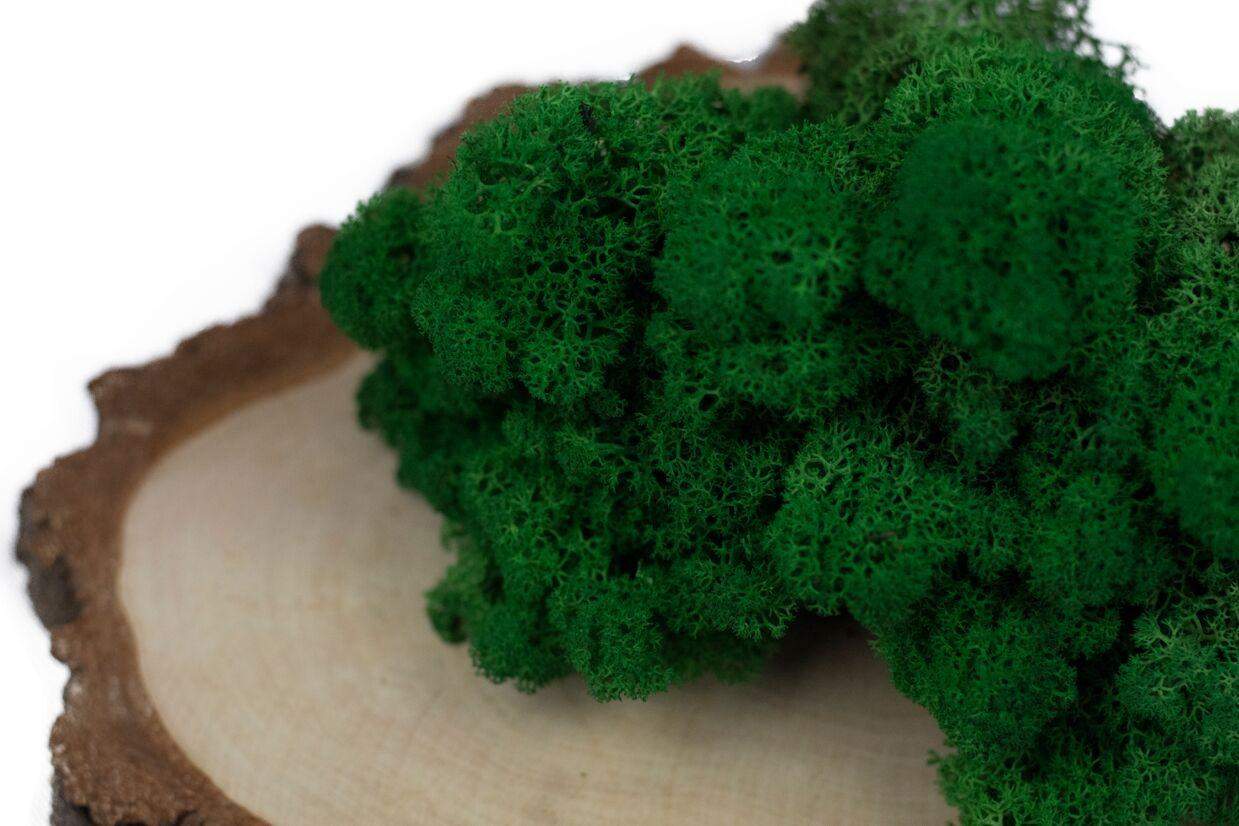 Mech chrobotek - CIEMNOZIELONY 3