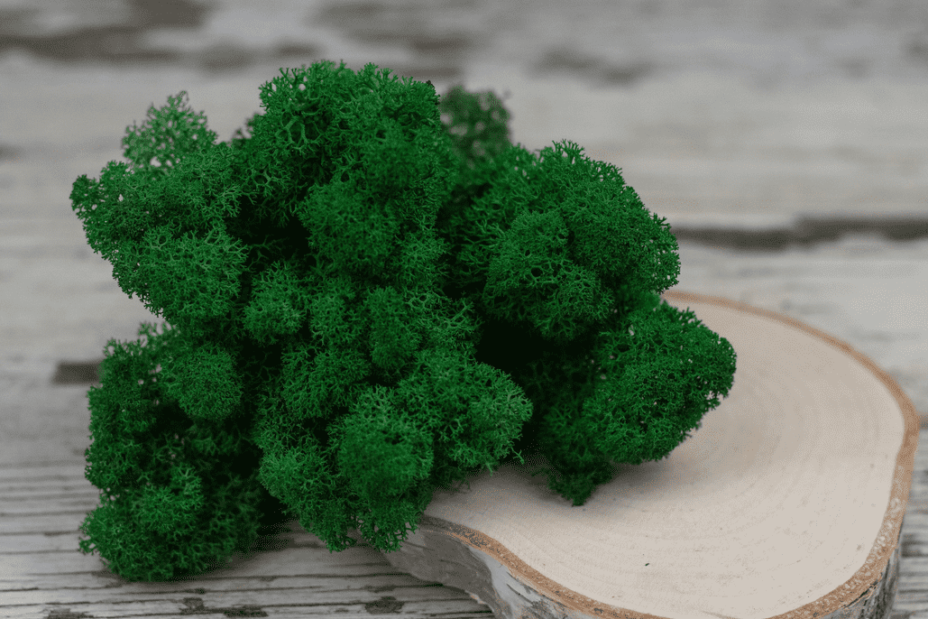 Mech chrobotek - CIEMNOZIELONY 2