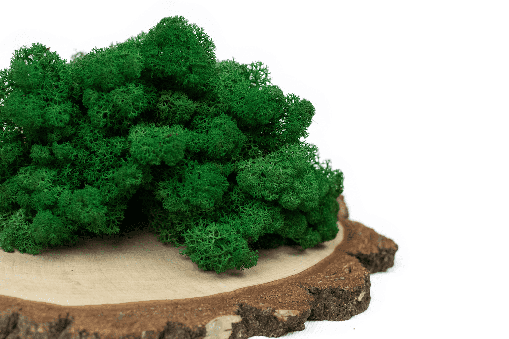 Mech chrobotek - CIEMNOZIELONY 1