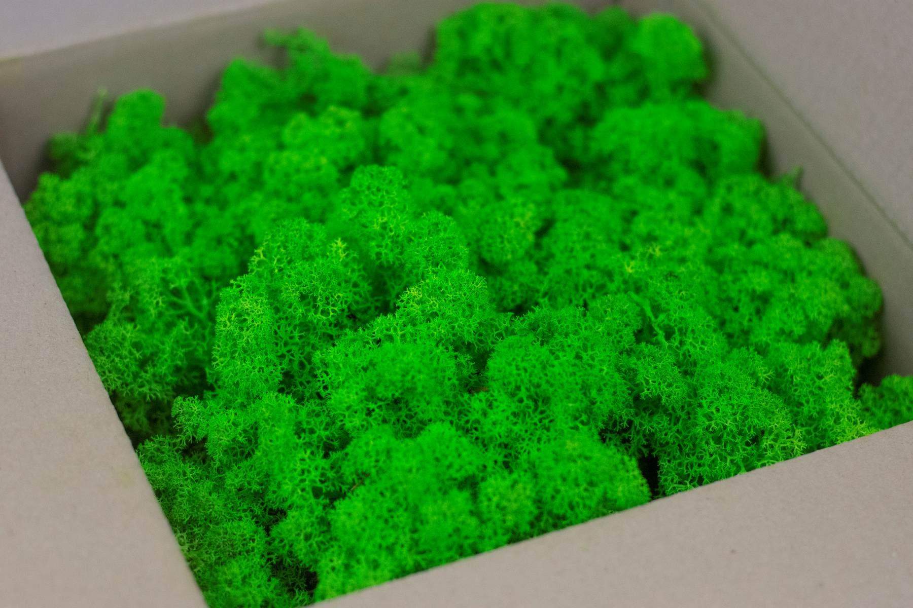 Mech chrobotek - ZIELONY + Odżywka 2