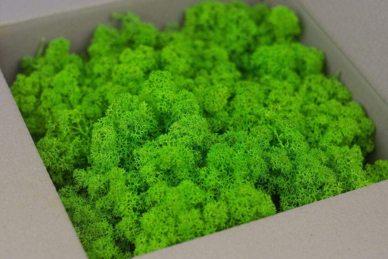 Mech chrobotek - ZIELONY 1