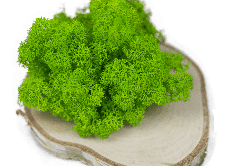 Mech chrobotek - ZIELONY 3