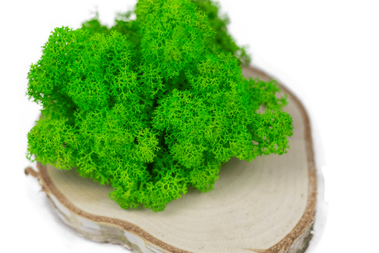 Mech chrobotek - ZIELONY + Odżywka 3