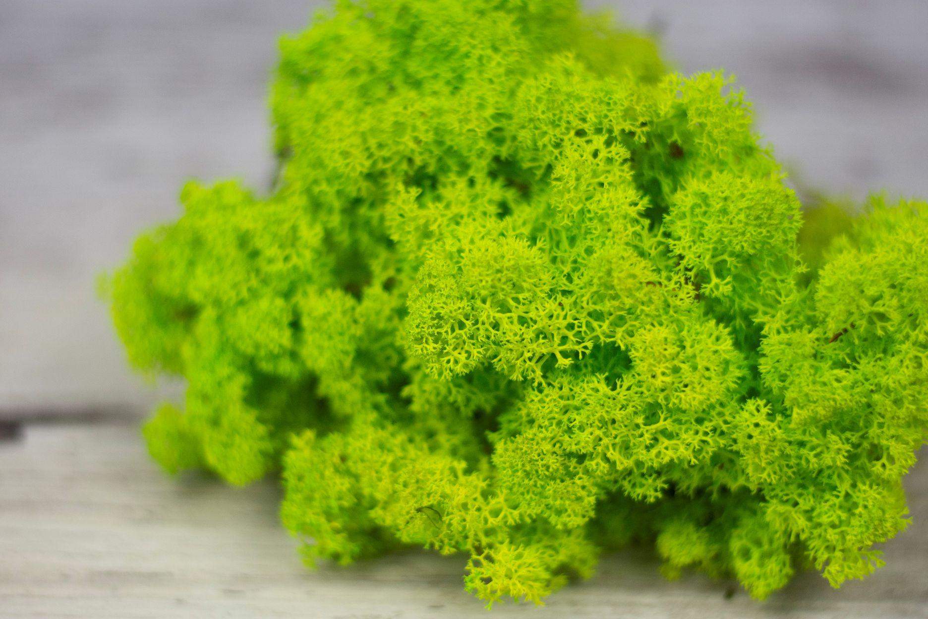 Mech chrobotek - MIX 2 Kolorów 4