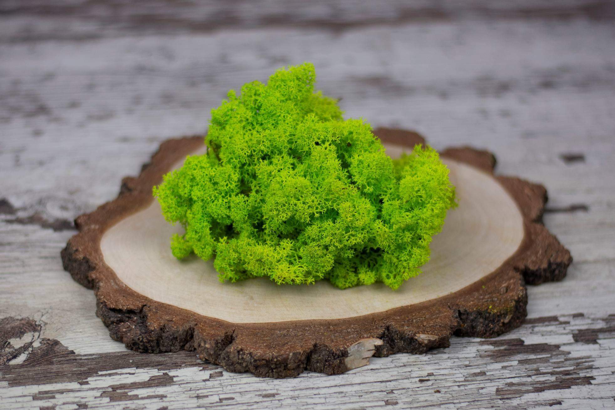 Mech chrobotek - JASNOZIELONY 2