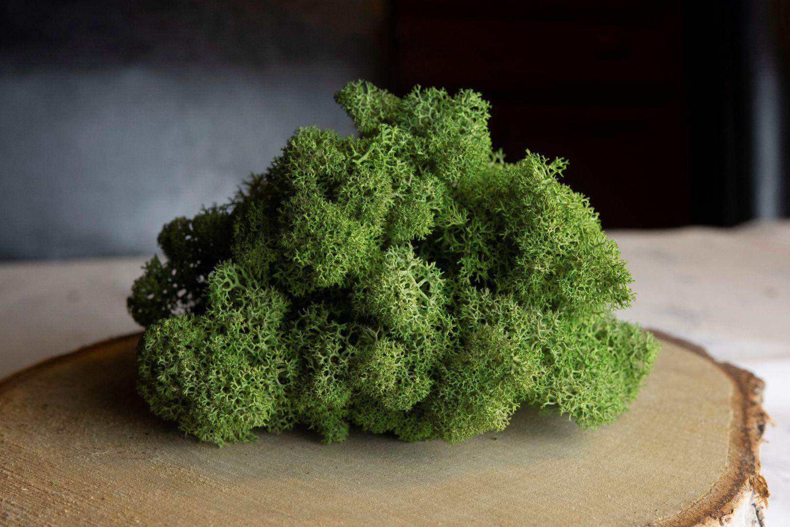 Mech chrobotek - MIX 4 Kolorów 3