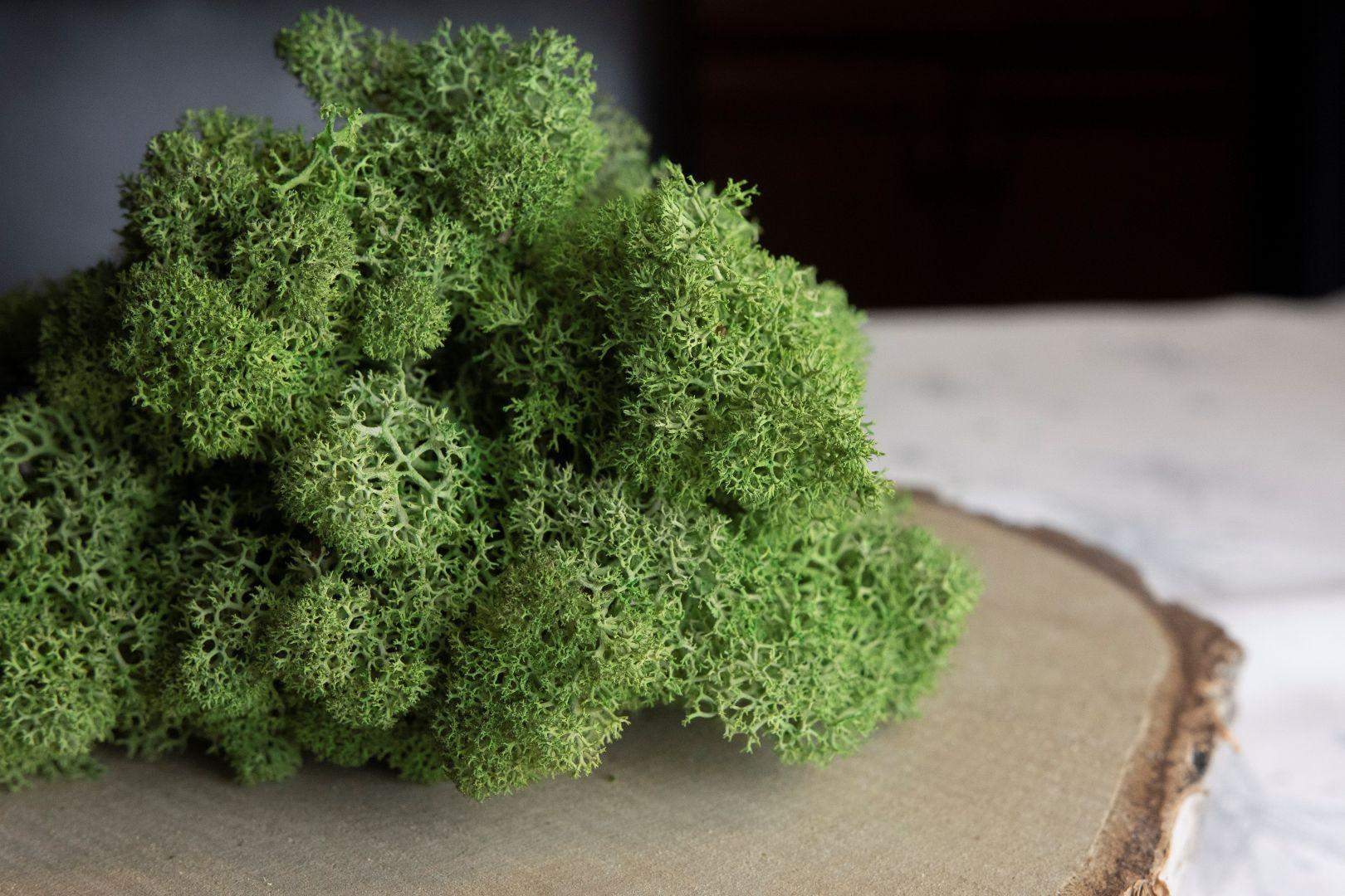 Mech chrobotek - SZAROZIELONY 2