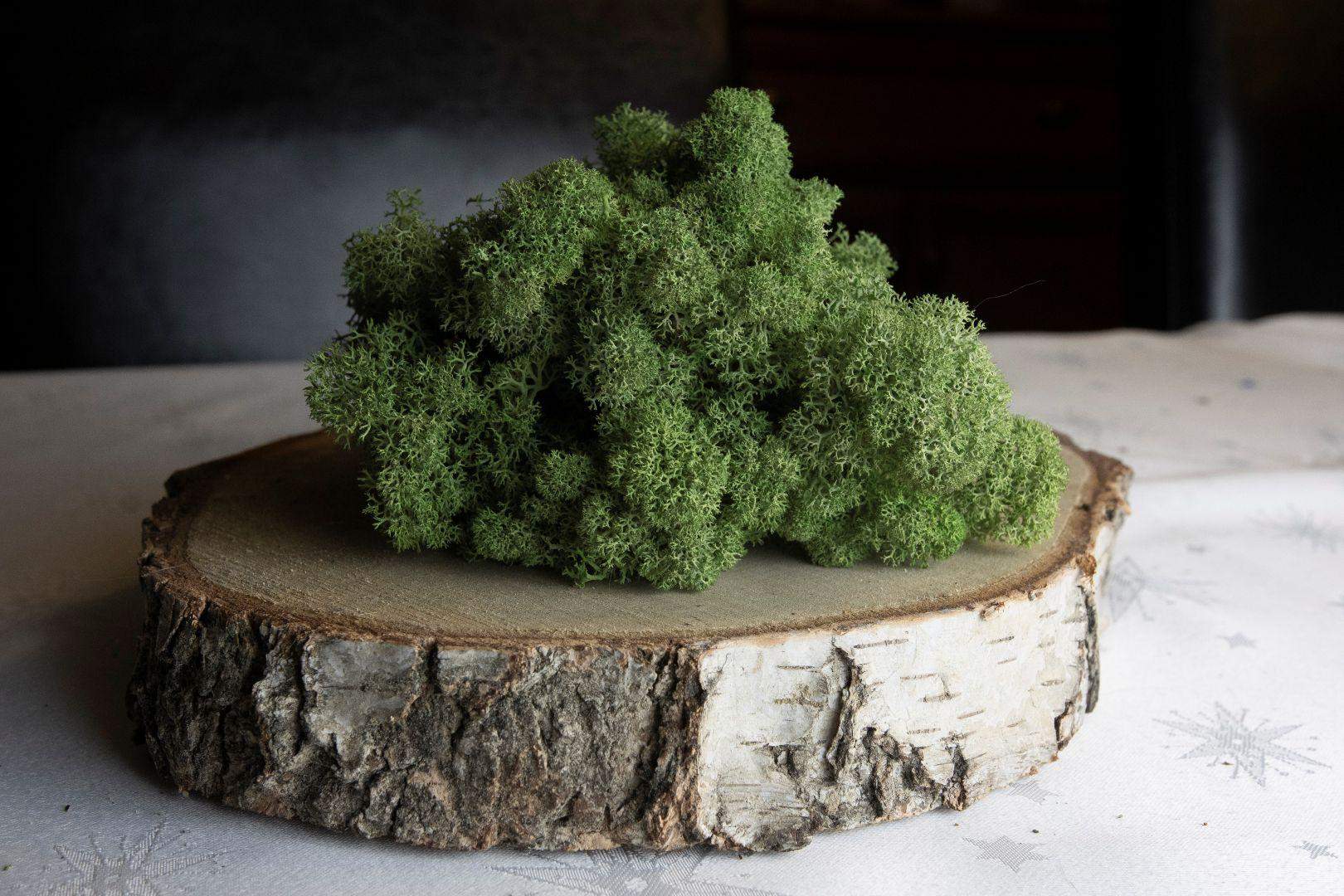 Mech chrobotek - SZAROZIELONY 1