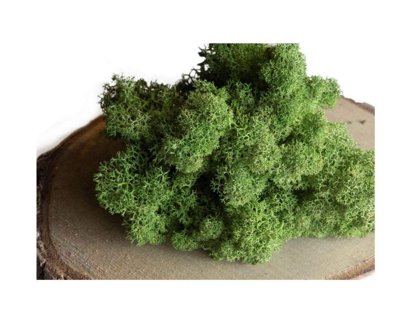 Mech chrobotek - SZAROZIELONY 0