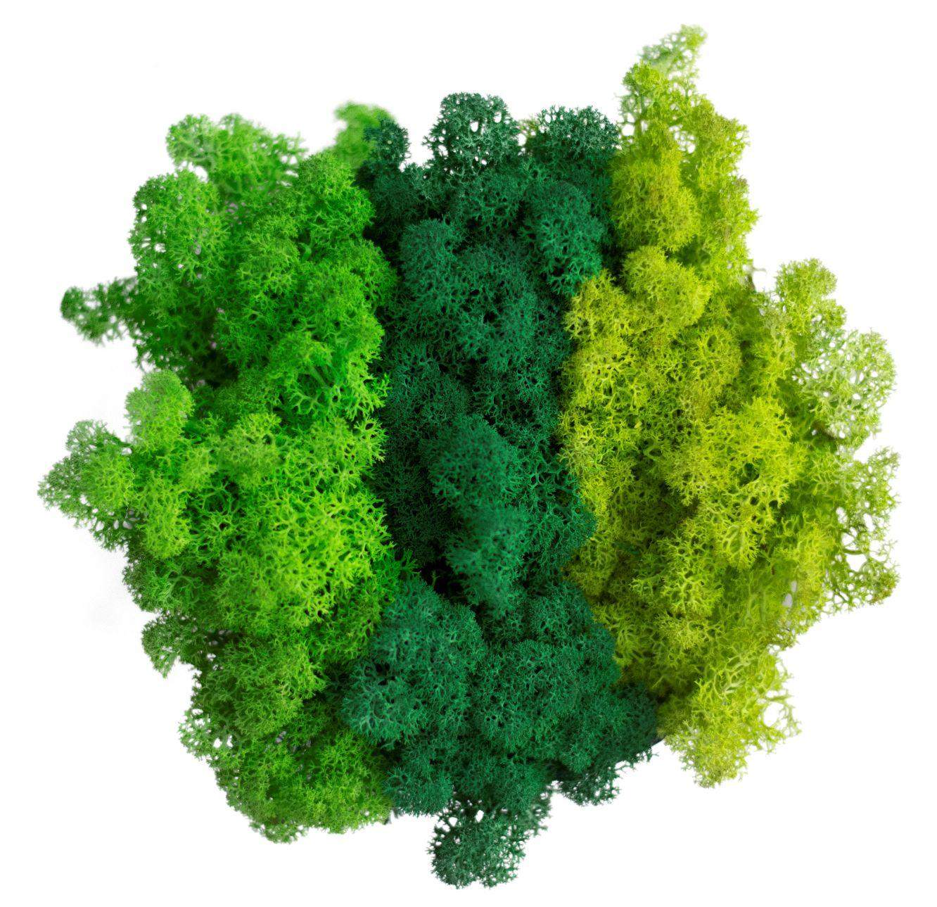 Mech chrobotek - MIX 3 Kolorów 1