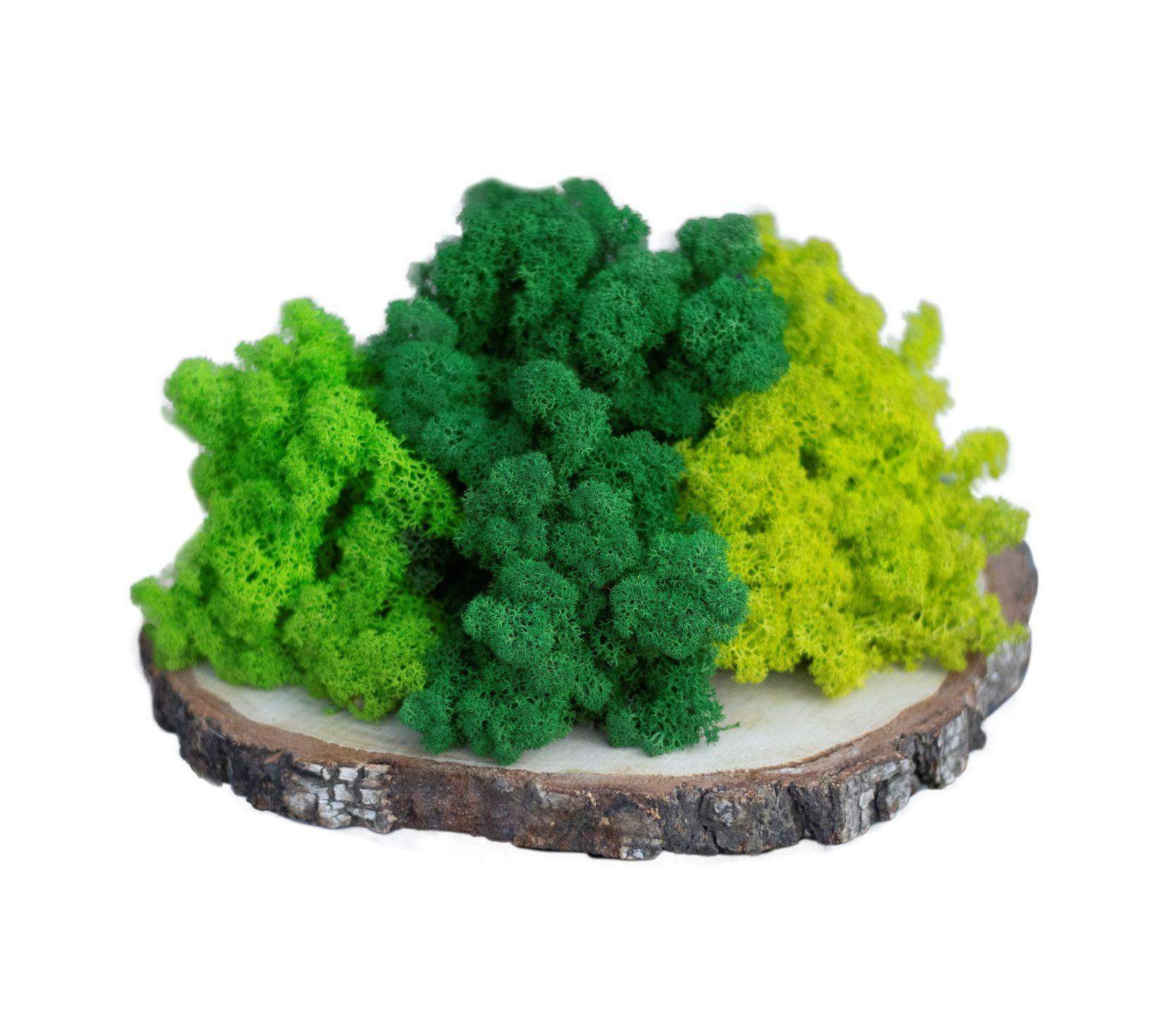 Mech chrobotek - MIX 3 Kolorów 0