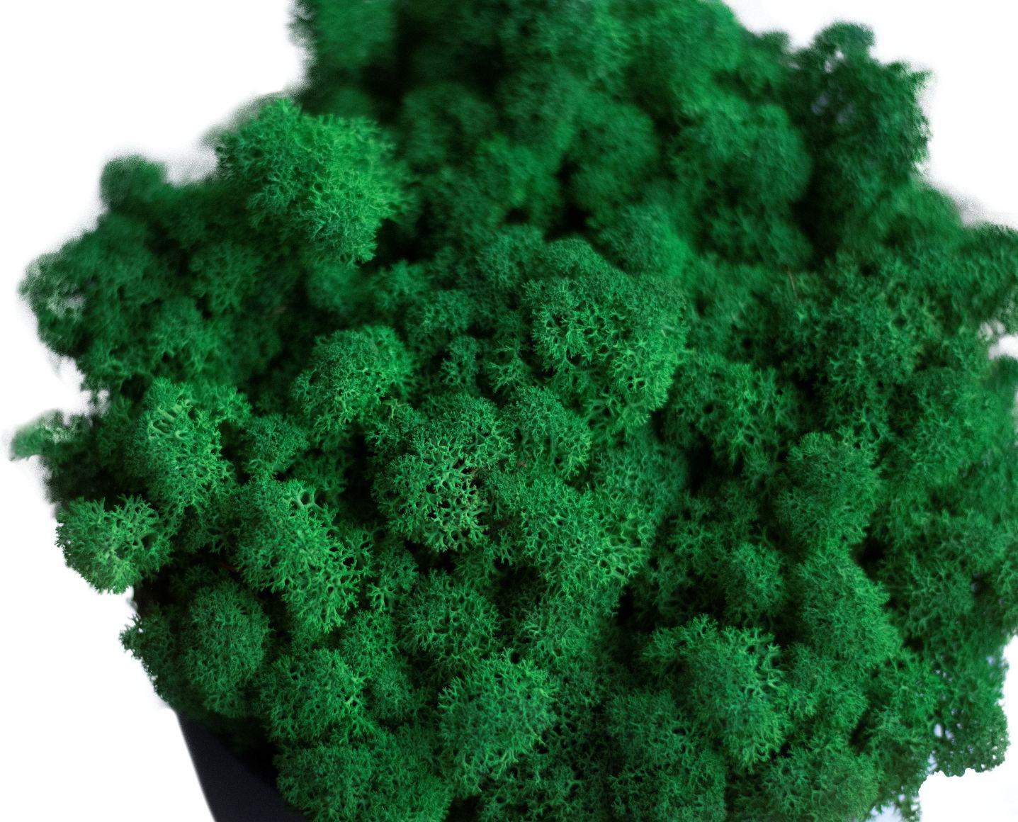 Mech chrobotek - CIEMNOZIELONY Eko Design 1