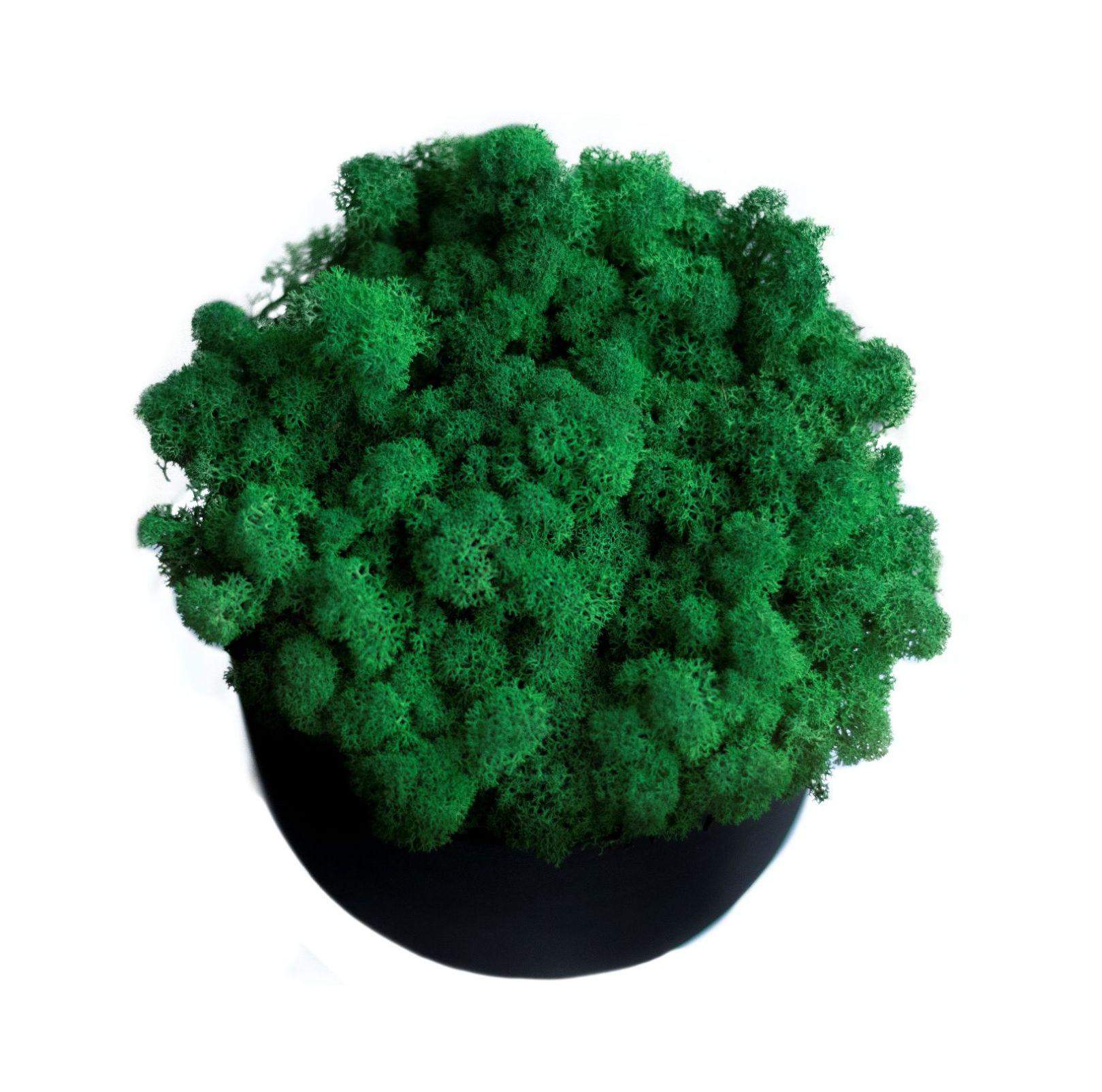 Mech chrobotek - CIEMNOZIELONY Eko Design 0