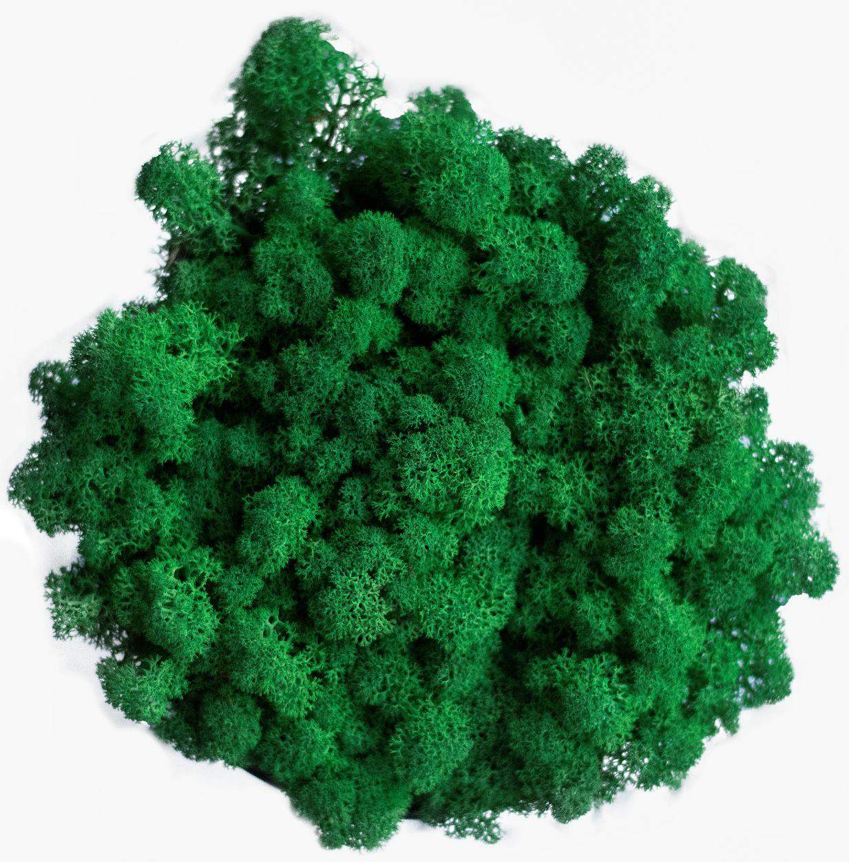 Mech chrobotek - CIEMNOZIELONY Eko Design 2