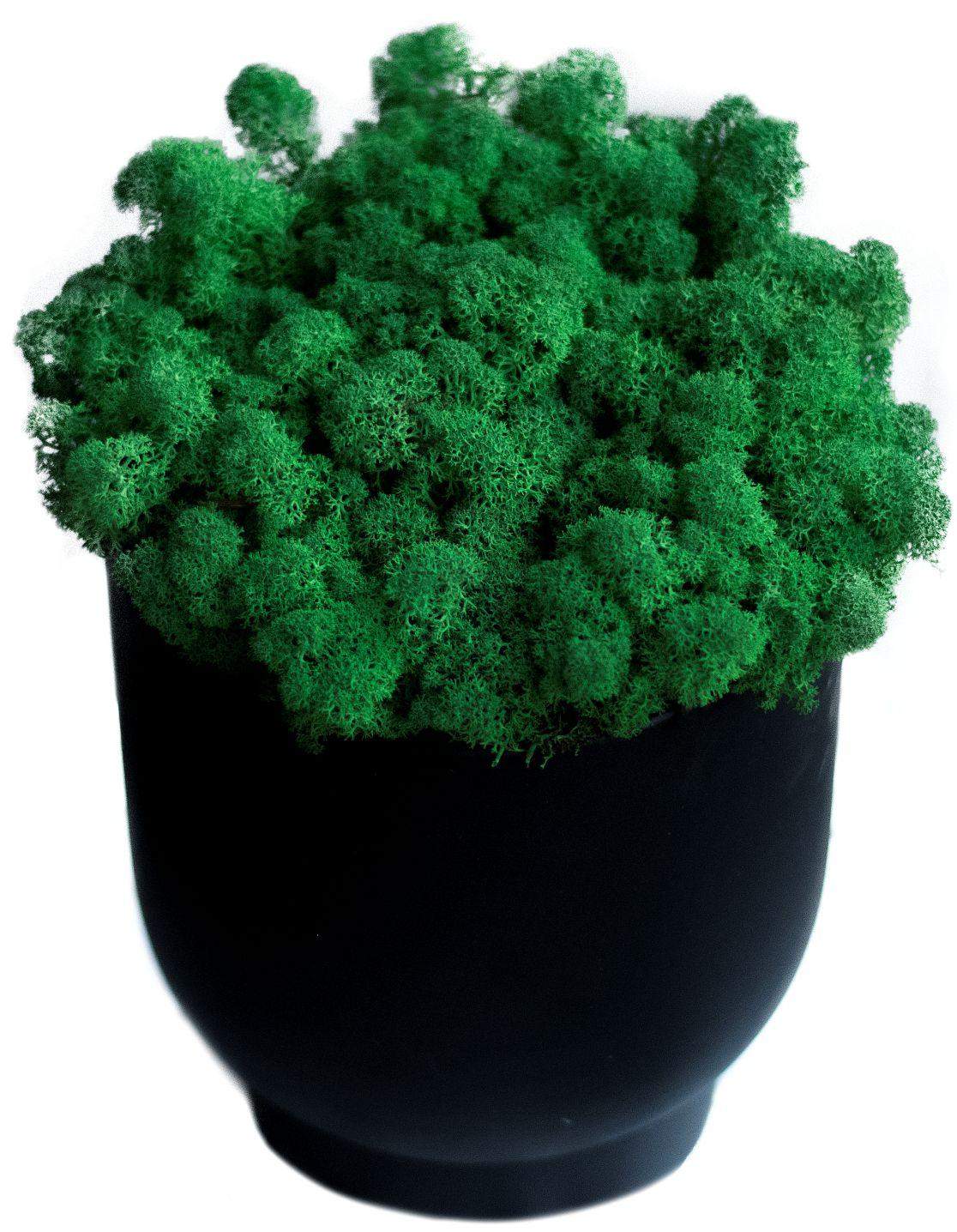 Mech chrobotek - CIEMNOZIELONY Eko Design 3