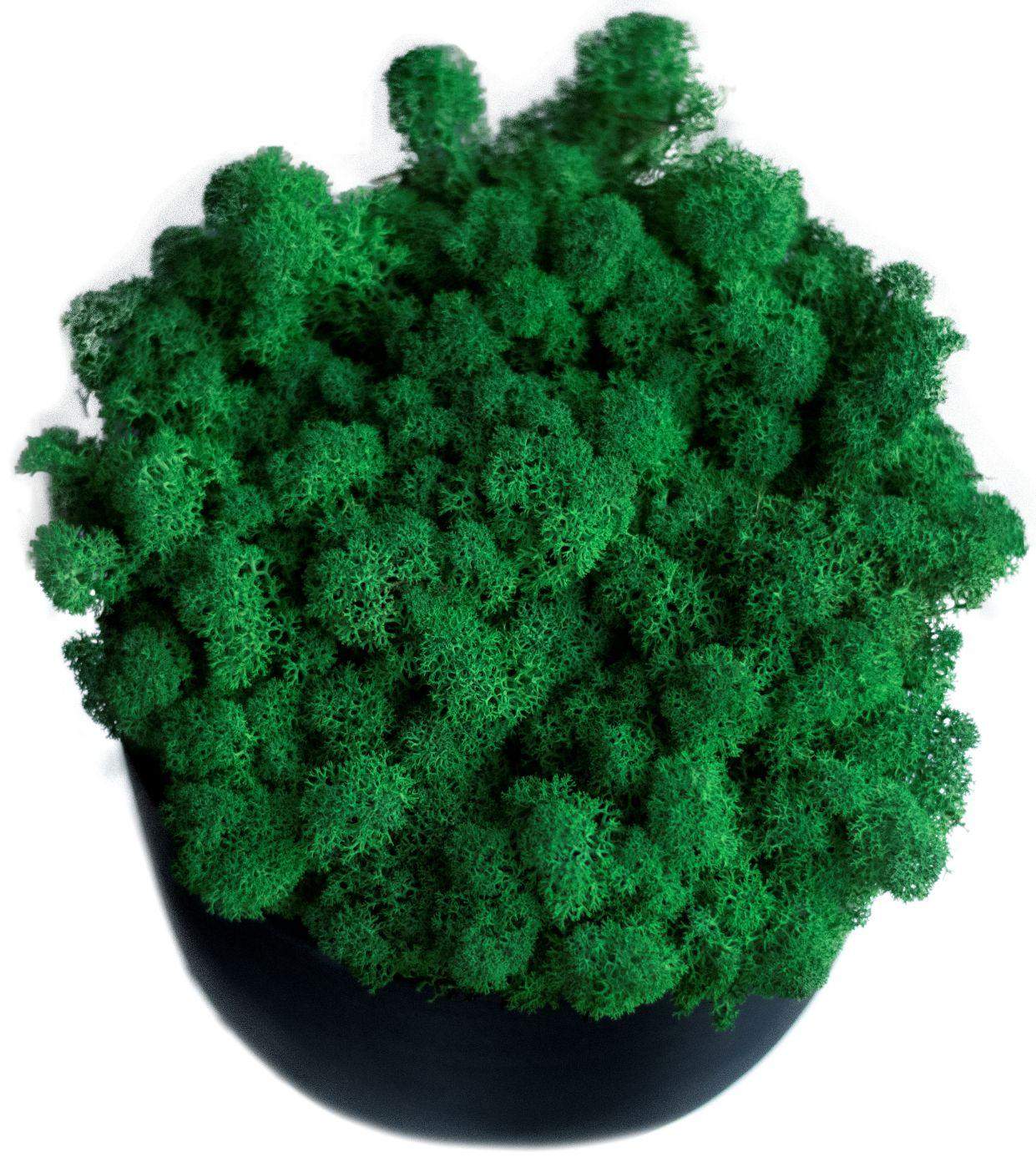 Mech chrobotek - CIEMNOZIELONY Eko Design 4