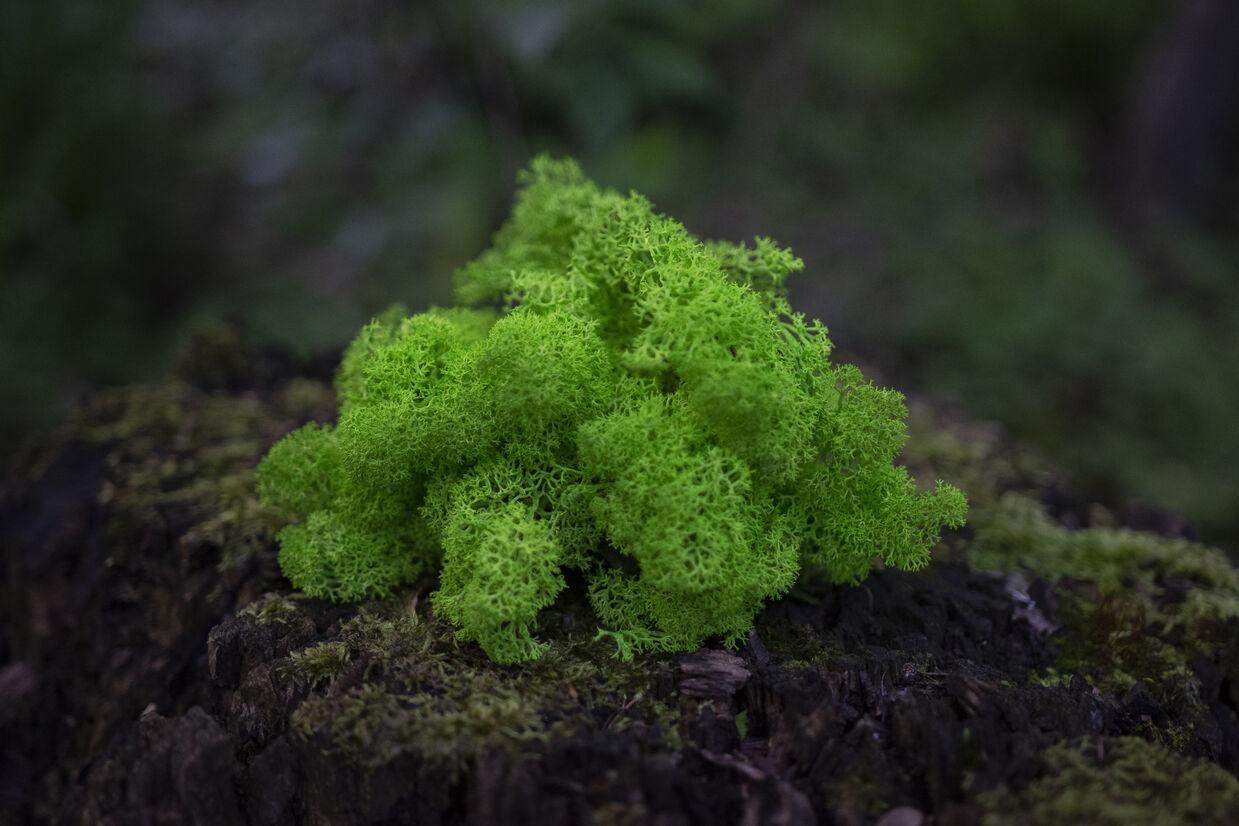 Mech chrobotek - ZIELONY 2