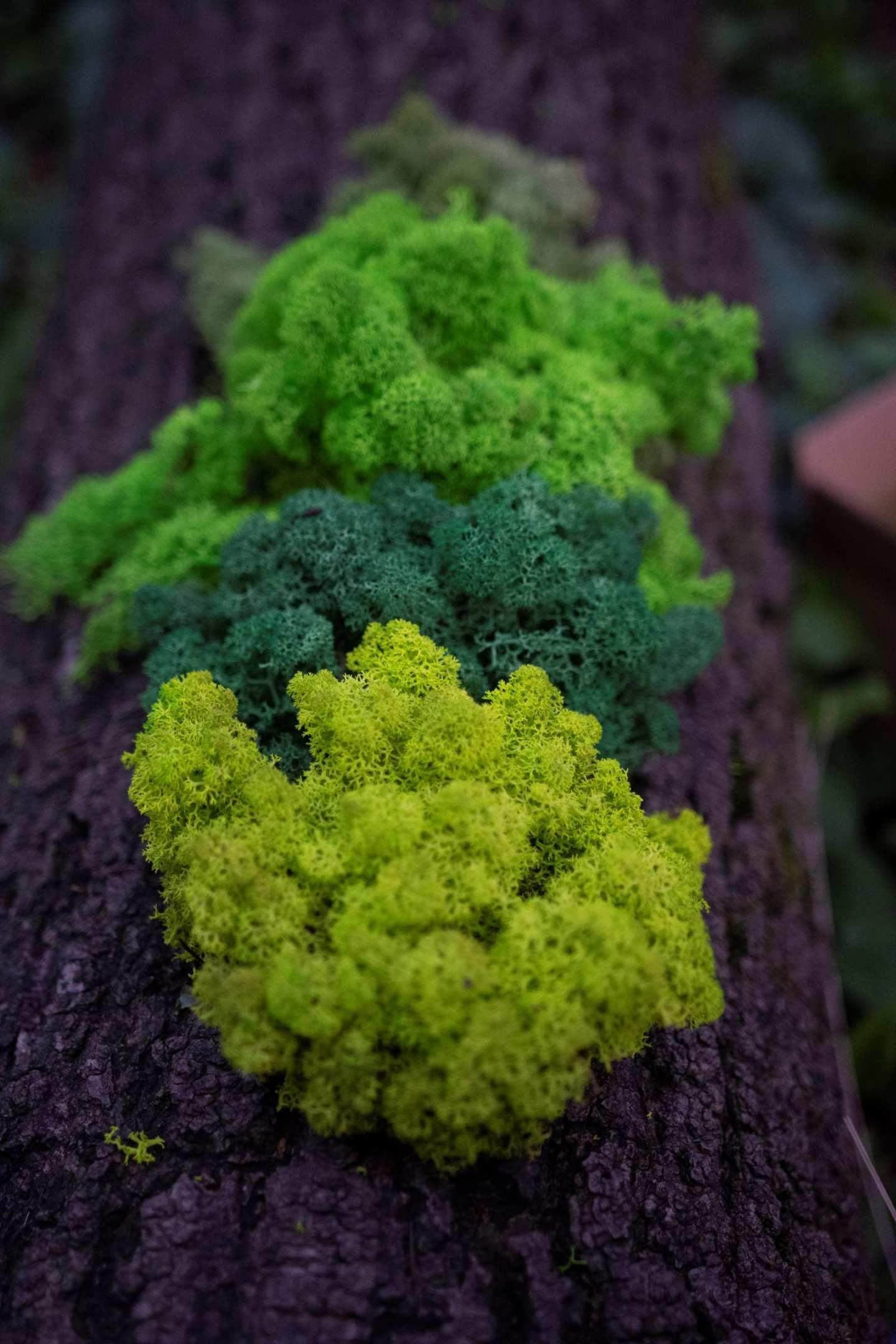 Mech chrobotek - MIX 3 Kolorów + Odżywka 3