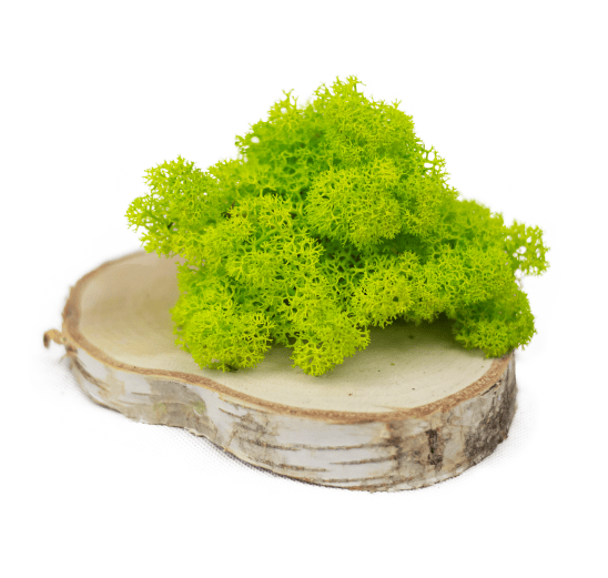 Mech chrobotek - JASNOZIELONY 0