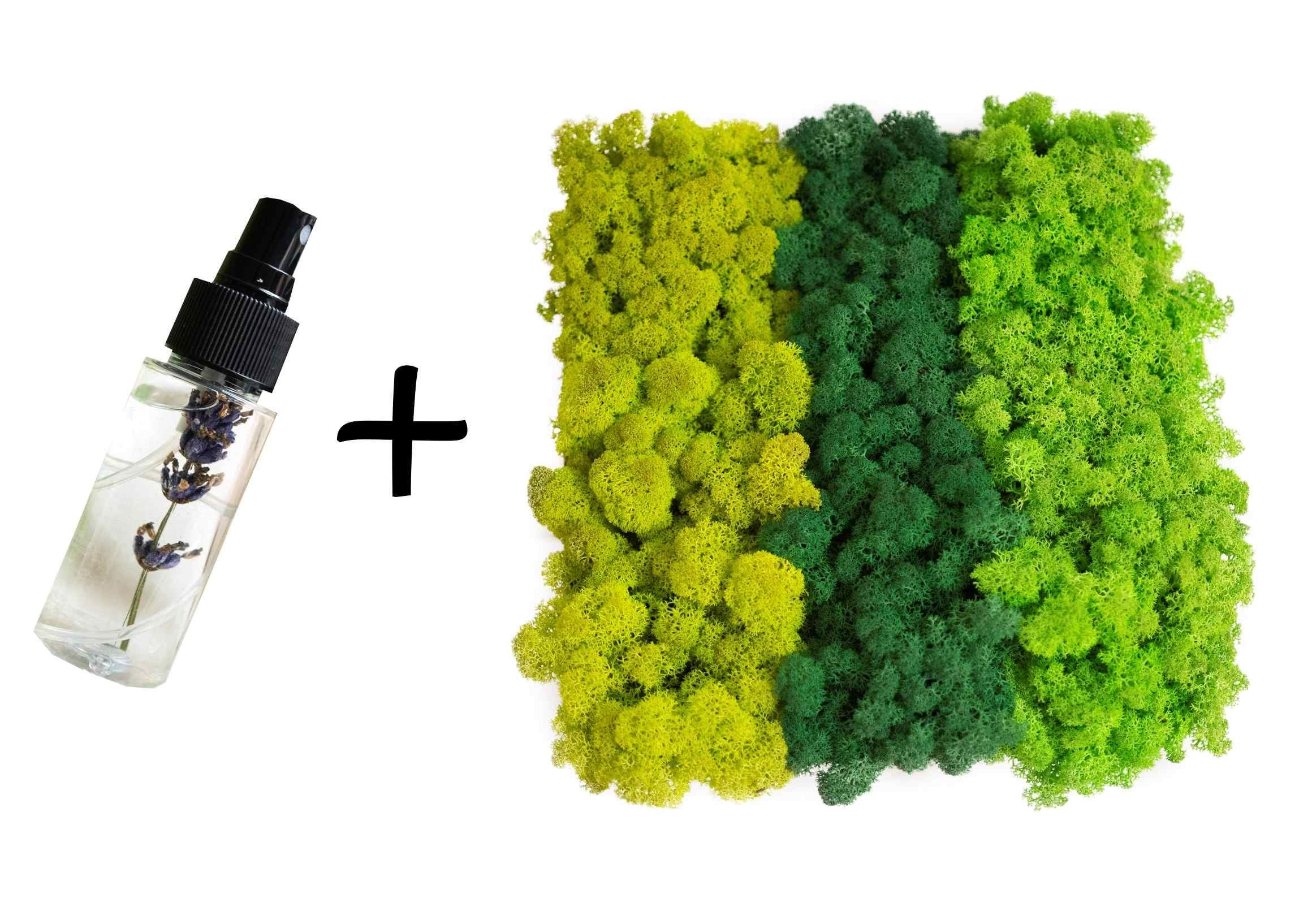 Mech chrobotek - MIX 3 Kolorów + Odżywka 1