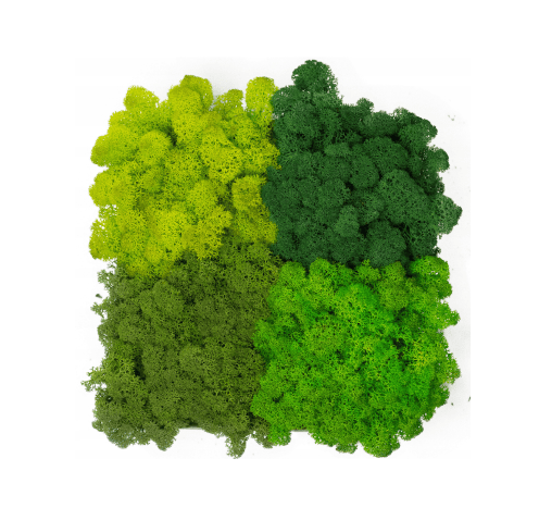 Mech chrobotek - MIX 4 Kolorów 0